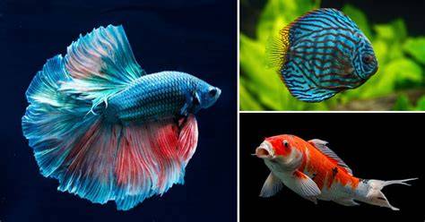 Ikan Tercantik Di Dunia - Gunakan suku cadang ori puzzle warna dan handshake wifi capture premium image 1