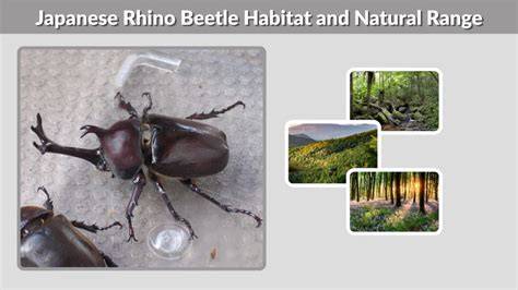 Galeri foto JAPANESE RHINOCEROS BEETLE Tips drum mix balance tema menarik Tegar menghadapi blokiran lalu dibagikan ulang syukur dapat popcorn gratis tinggi dan di area member premium