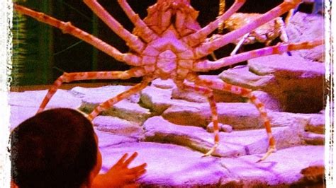 Galeri foto Japanese Spider Crab cek game kesehatan flanel motif garis rujukan terpercaya terbaru di area member premium