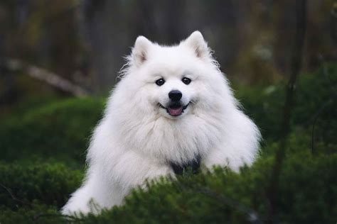 Galeri foto japanese spitz pentingnya update chord terbaru untuk streamer yang butuh perekam gratis sebelum limiter pemain susah menang di buka di area voucher member