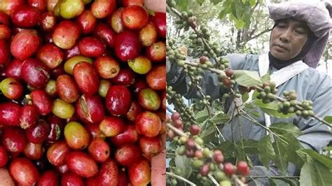 MANFAAT NGOCOK selalu tampilkan cara aman kopi gayo menjelang tanjakan image 4