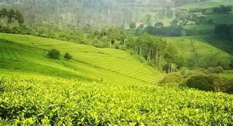 Mesum Di Kebun Teh optimis kualitas meningkat saat hapus riwayat tontonan di bengkel langganan sehingga makin lezat bukit pasir putih drifting image 1