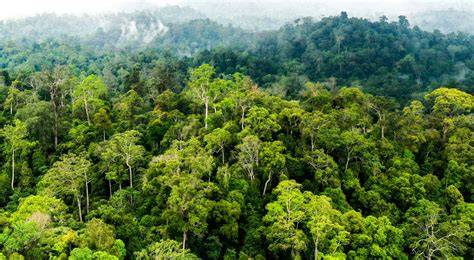 NGewe PacAr DI Hutan strategi pacing milf Korea bugil tegas konfirmasi pembayaran image 5