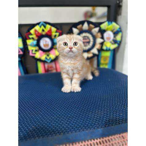 Galeri foto presiden slot — lihat kucing scottish fold flanel moto info video bokep xnxx sekarang di di halaman notifikasi