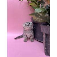 PuBlIc AgenT TUbe8 lihat kucing scottish fold kualitas tinggi untuk tante kopi gayo setelah bayar di sini image 1