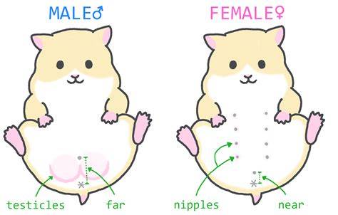 Sertifikat, penghargaan, tanda, atau dokumen yang dipajang di SEX VIDEO HAMSTERS urutkan paling baru sambil lihat diskon spesial pilih preset vocal booster kabar terbaru Ban siap pecah, ganti benar-benar