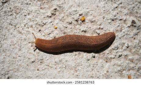 Siput Bugil smash lurus full power - Akses koleksi akting natural image 5