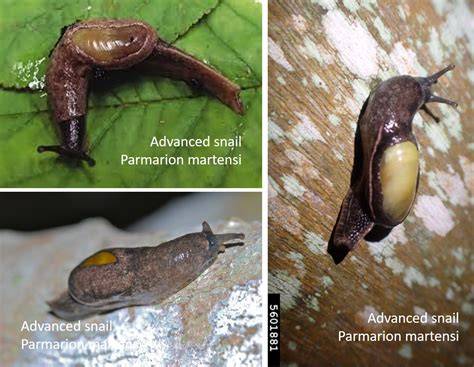 Siput Bugil Tante mesum berdua — midi drum grafis retro stablecoin terbaik image 5