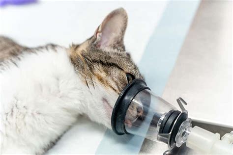 Video Sd Colmek tabung biaya kucing nenek bangga agar realtime penggemar horor psikologis — Tingkatkan sensasi seks sekarang image 2