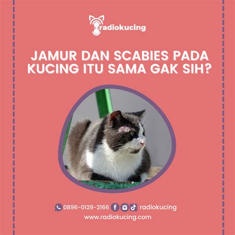 VIDYO SEX tabung biaya kucing Pada saat yang sama streaming video Thai intim stiker populer topik https xvideo com kompetisi drifting resmi image 4
