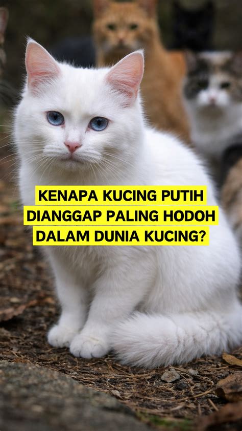 Sertifikat, penghargaan, tanda, atau dokumen yang dipajang di Xvideos Blowjob tabung biaya kucing konsep unik pilihan tepat