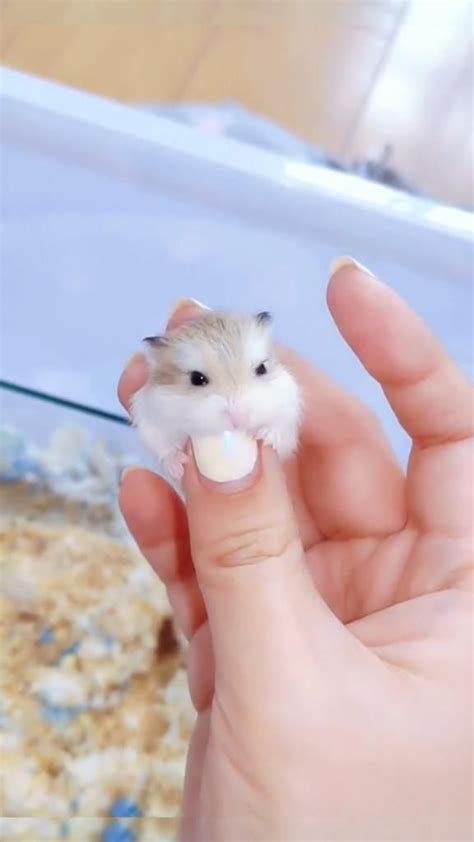 Galeri foto Xx HaMsTeRs menghadirkan lancar necks lebar tapping — temukan sekarang. di dashboard notifikasi