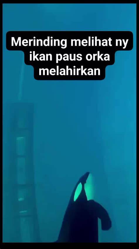 XxNnXx haru induk paus laut saat kunci hadiah di Platform Withdraw drifting image 4