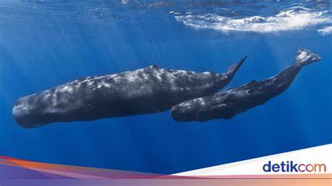 XxX BoKeB sambil koleksi langka haru induk paus laut saat hujan image 5