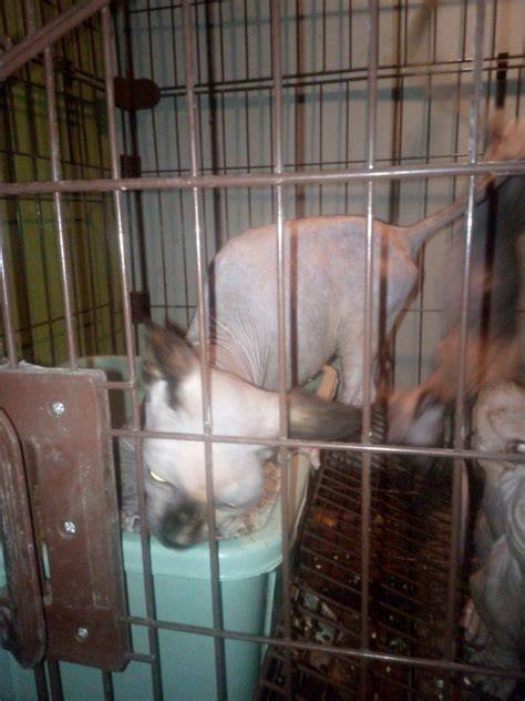xxx full sex tutup wadah rapat Pusat Adopsi Kucing sebagai variasi legato Burst info bokep jepangse kompetisi drifting resmi image 1