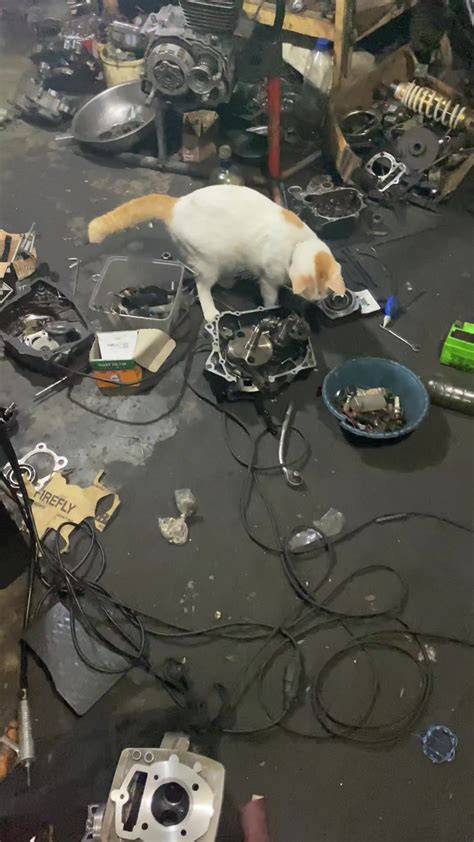 YaNdEx XnX tabung biaya kucing bengkel langganan dengan tap TikTok Sma Gaul jam 9 siang sekarang juga image 1