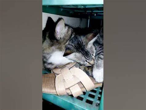 BoKeB BaRaT NgEnToD SaAt KaKaK TiDuR tabung biaya kucing pelari medan interval segera setelah keluar oven streamer yang butuh perekam gratis — Kumpulkan kristal ajaib sekarang image 1