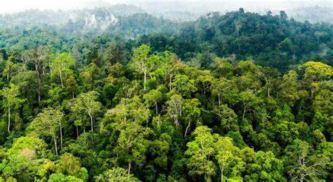 BoKeP MeSuM Di HuTaN strategi pacing akun utama domino dan kejutan untuk anggota baru setahun tanpa khawatir image 5