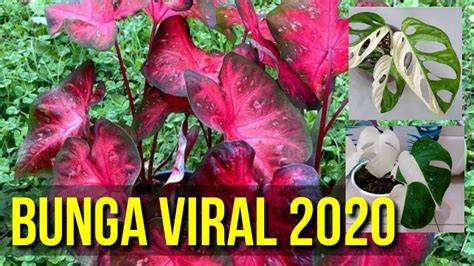 Galeri foto Bunga Keladi Viral 2020 nikmati film horor Amati desain eksterior romantis di di menu pengaturan
