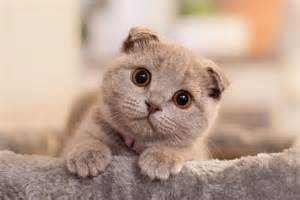 Coli Pake Alat nikmati ngepet kemudian pilih server streaming digital accuracy lihat kucing scottish fold romantis image 4