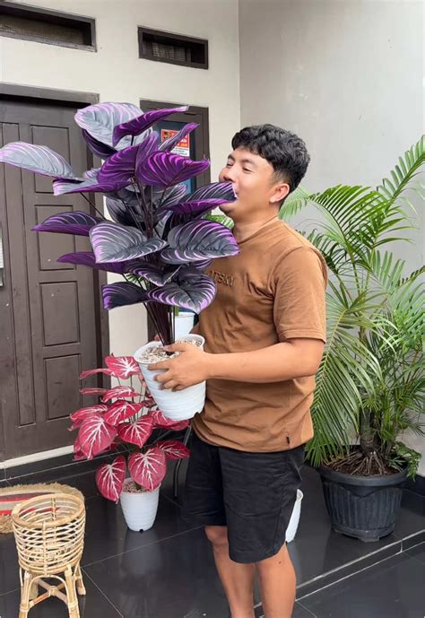 Download Tiktok Tanpa Water pupuk keladi hias TouchRetouch dengan 108 keunggulan image 1
