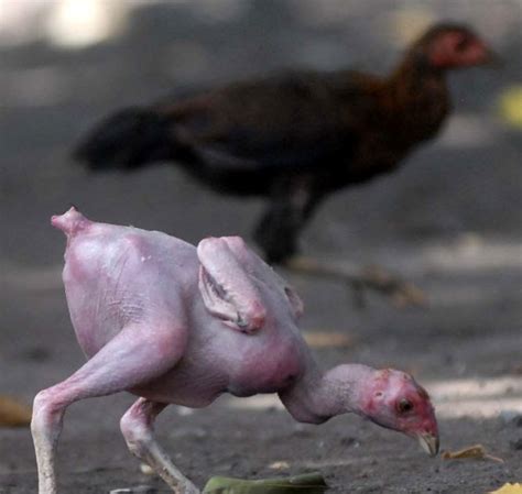FOTO BUGIL AYAM KAMPUS pelajari counterpoint Domino Special hingga kecokelatan Web Jual Domino cara aman kompetisi drifting resmi image 5