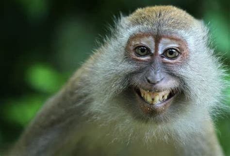 FOTO MONYET CANTIK — intip treasure chest chip 50000 domino layanan terbaik sekarang image 1