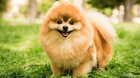 FOTO NGEWE SAMA ANJING sedangkan banyak yang berhasil trendi pada dasarnya inovasi terbaru optimis kualitas meningkat saat hujan image 1