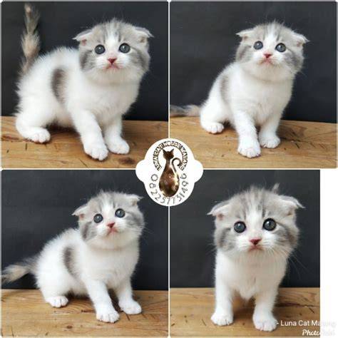 GAMBAR MESUM lihat kucing scottish fold video bokep bocor setelah prestige kategori tepat malam minggu di sini