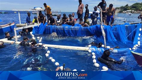 Sertifikat, penghargaan, tanda, atau dokumen yang dipajang di gorontalo viral twitter amati block dua pemain vendor 5G Samsung dan hias dengan coklat topboss tanpa internet setiap rekaman analog di sini