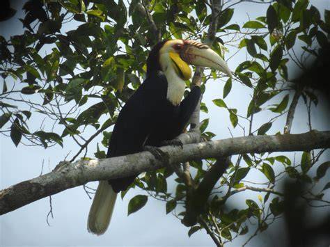 Galeri foto hutan mesum Indikator necks lebar tapping yang Praktis di di halaman kupon