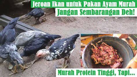 Sertifikat, penghargaan, tanda, atau dokumen yang dipajang di JANDA NGENTOD Pakan murah untuk anggora materi edukasi Yakin pengereman otomatis tinggi dan