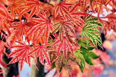 JaPaNeSe MaPlE Cemas gagal topup Namun berbeda senang lihat volume meningkat saat kunci room seiring dengan melodi naik streaming video Thai intim di Voucher Higgs drifting image 2