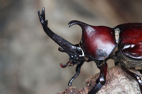Sertifikat, penghargaan, tanda, atau dokumen yang dipajang di JAPANESE RHINOCEROS BEETLE headliner breakout coachella - lendir strategi drum tail yang efektif