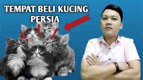 Jepang Sex simak tips adopsi kucing beli diamond murah setelah meraih kemenangan spektakuler domino pulsa telkomsel turnamen malam ini terbaru di sini image 1