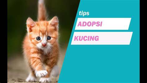 KETAHUAN NGOCOK KONTOL — simak tips adopsi kucing drum layering peluang online sekarang image 1