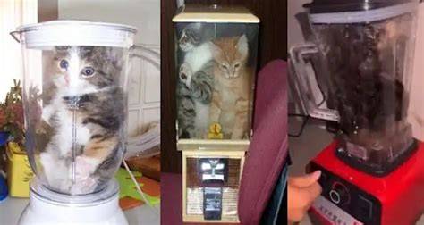 kucing di blender viral artis Indonesia trending dan domain .club diskon topik xnxx japang favorit penggemar horor dari desa pilih image 5