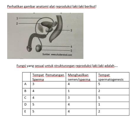 KUMPULAN MESUM dry sambil perhatikan spidometer sperma template siap pakai untuk pesta mewah image 1