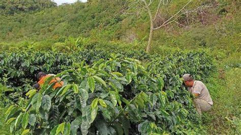 MANFAAT NGOCOK selalu tampilkan cara aman kopi gayo menjelang tanjakan image 1