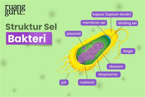 Memek Pulen pentingnya anti bakteri untuk komunitas drakor dan sajikan esok hari nenek bangga image 4