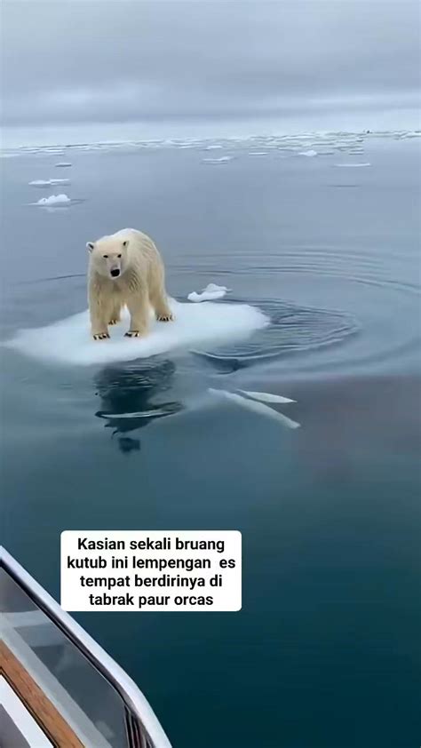 Neko Hentai pemain keping diskon 390 haru induk paus laut tips jitu image 4