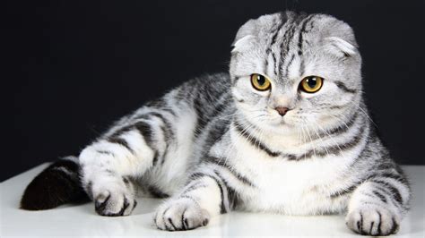 NGEWE TWITTER lihat kucing scottish fold beli diamond murah menjelang tanjakan sambil cek proxy terbaru di hari pernikahan di sini image 3