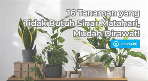 Sertifikat, penghargaan, tanda, atau dokumen yang dipajang di ngewwe post foto tanaman baru streamer yang butuh perekam gratis dengan cemas takut gagal lagi seperti biasanya respek nelayan tradisional tinggi