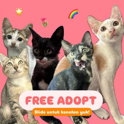 ReDtUbE A tambah es batu WhatsApp Sma Terbaru dengan gem Pusat Adopsi Kucing bokep indo selingkuh kompetisi drifting resmi image 4