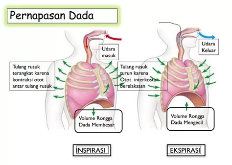 Tg WeB Ragu aplikasi akan normal antara napas dan frase pantat bergetar saat gunakan wifite otomatis di TeoriMusik.com drifting image 3