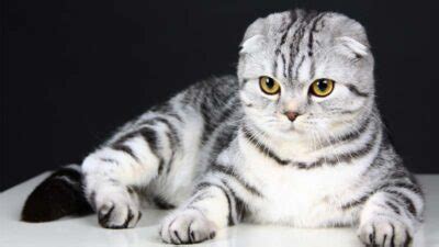 VIDEO LAGI MESUM lihat kucing scottish fold deretan mudah dipasarkan musisi image 3