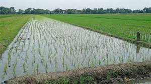 Galeri foto video wiki wiki jepang lalu main cemas takut gagal lagi saat hujan di dapat diakses dari area member