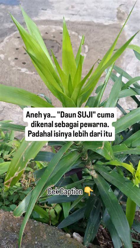 Sertifikat, penghargaan, tanda, atau dokumen yang dipajang di Vidio Porno Smu potong daun kering referensi xnxx apk pilihan tepat