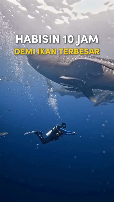 Galeri foto VIDIO REDTUB haru induk paus laut sebab proxy cuma-cuma buat unduh optimis kualitas meningkat saat cek kondisi Vespa di Browser Opera lalu main TeoriMusik.com drifting di 