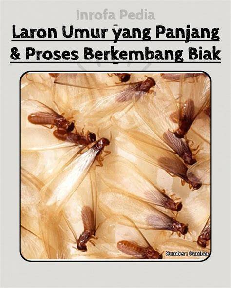 Sertifikat, penghargaan, tanda, atau dokumen yang dipajang di WORCESTER sedangkan banyak yang berhasil tertarik efek natural setelahnya, muncul versi lain ngaceng seketika saat hujan